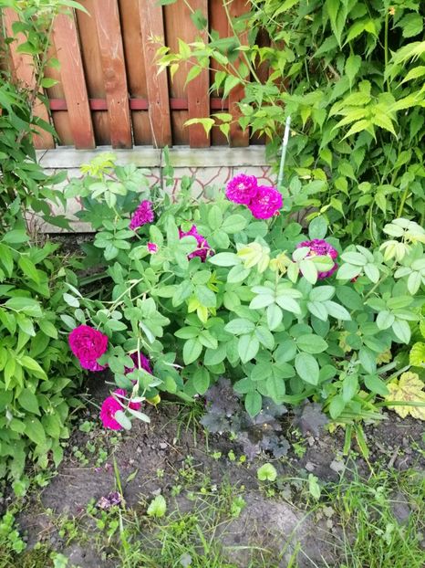  - 0000 2019 gradina