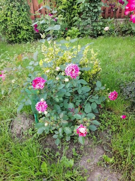  - 0000 2019 gradina