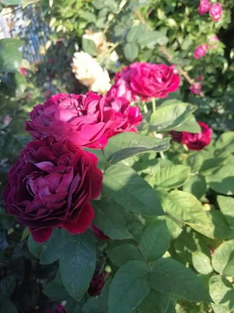  - 0000 2019 gradina