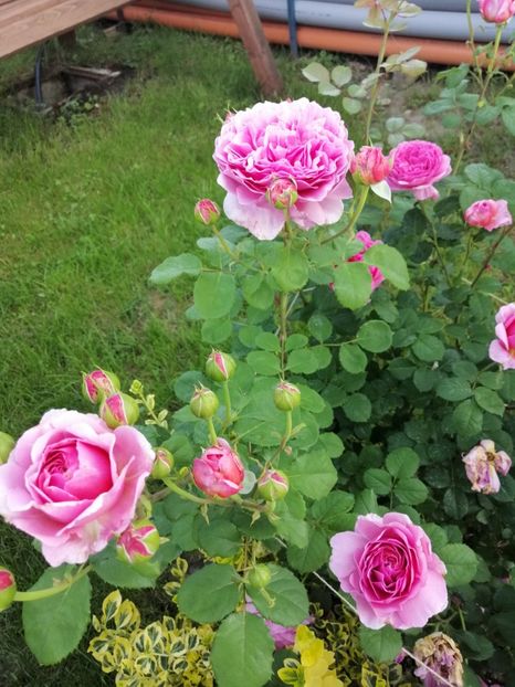  - 0000 2019 gradina