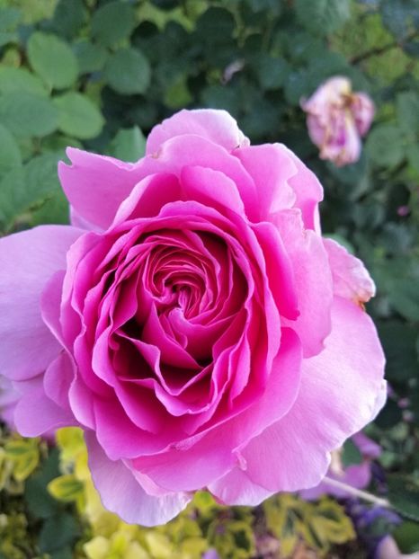  - 0000 2019 gradina