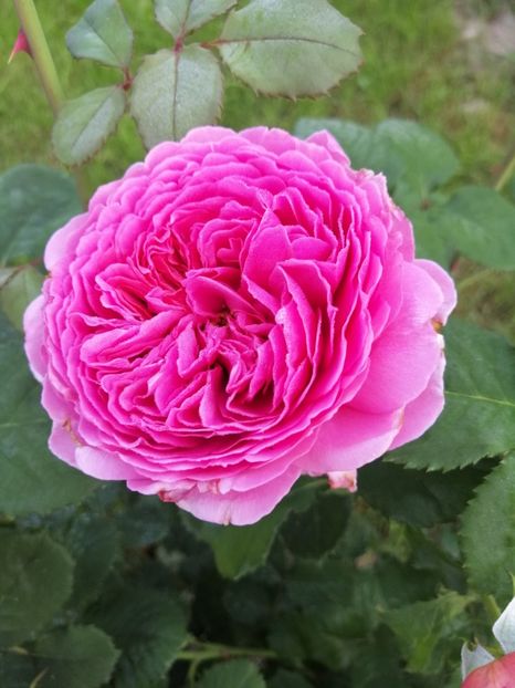  - 0000 2019 gradina