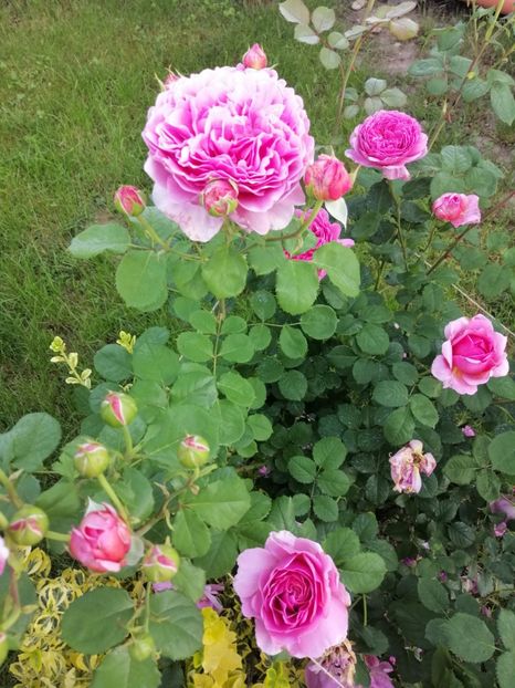  - 0000 2019 gradina