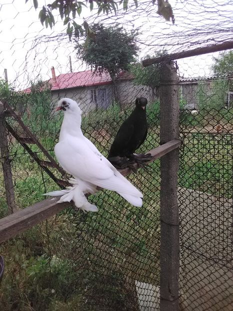  - BOTOSANI