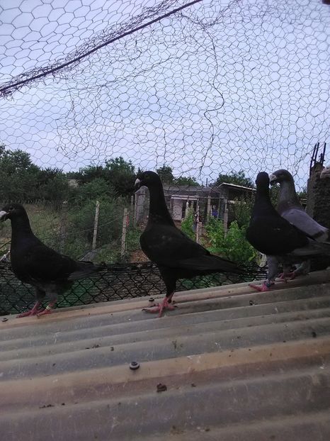  - 2 Germani de frumusete