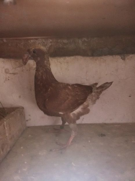  - 2 Germani de frumusete