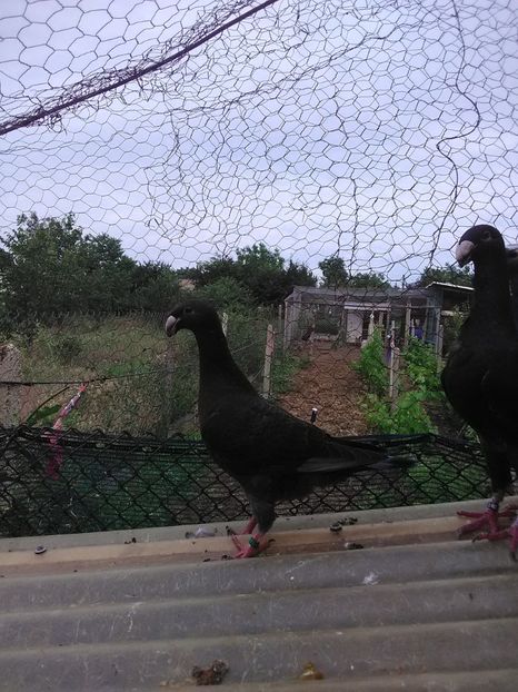  - 2 Germani de frumusete