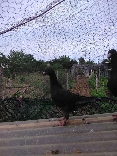  - 2 Germani de frumusete