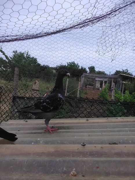  - 2 Germani de frumusete