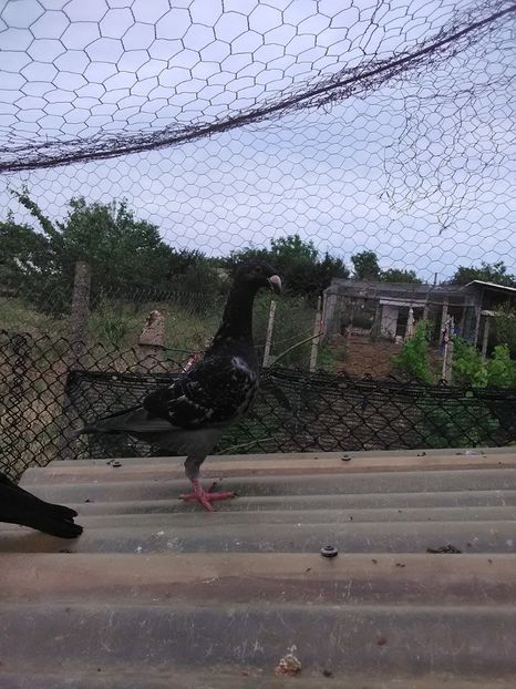  - 2 Germani de frumusete