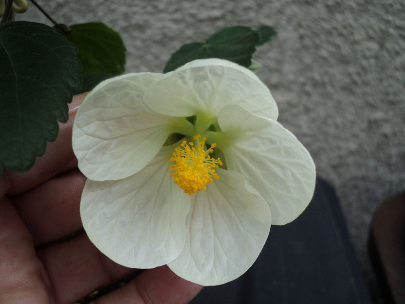iunie 2019, prima floare - ABUTILON