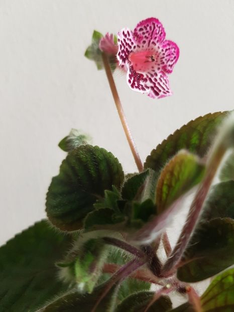 If' Alissa - 2019 Album Kohleria