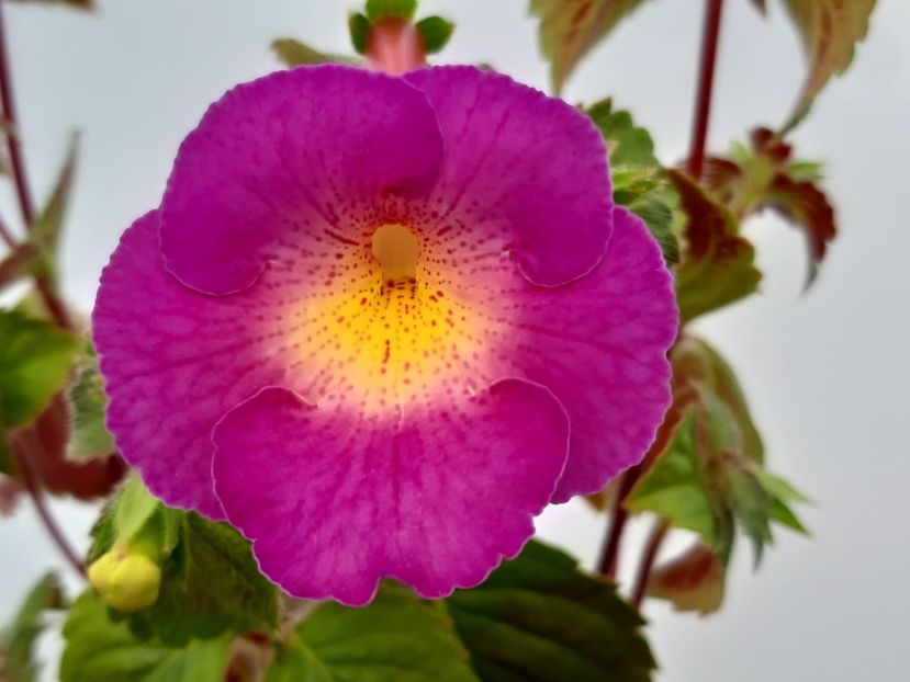 BriD’s Casandrinha - Achi din semințe BriDs 2019