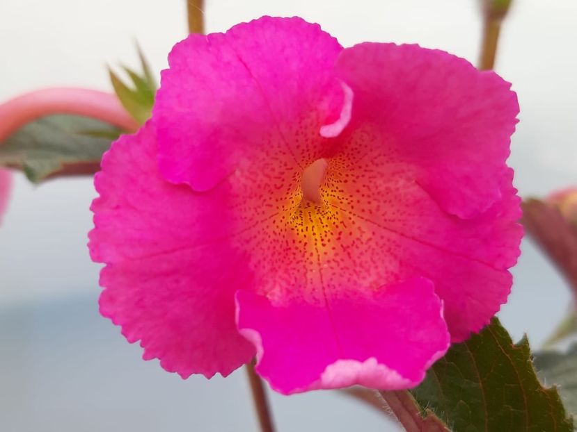 BriD’s 39-19 - Achi din semințe BriDs 2019