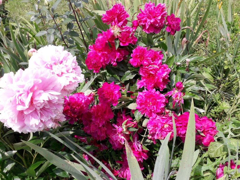 Cam murati de ploaie - d-vara 2019