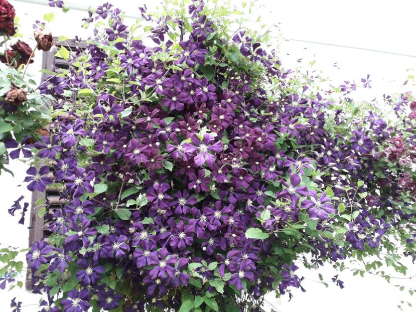 Au fost f bogate - d-vara 2019