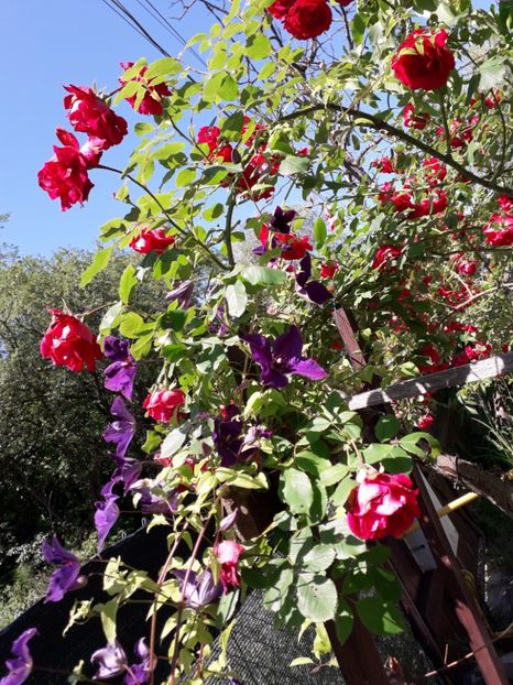 Ăsteia  nu i-a mers asa bine anul asta. - d-vara 2019