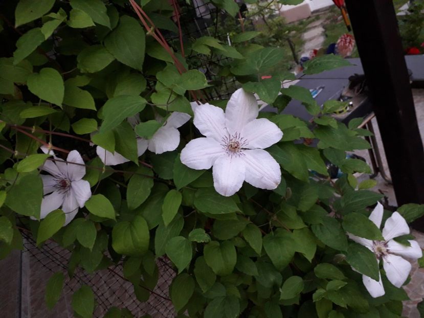 A avut doar câteva flori - d-vara 2019