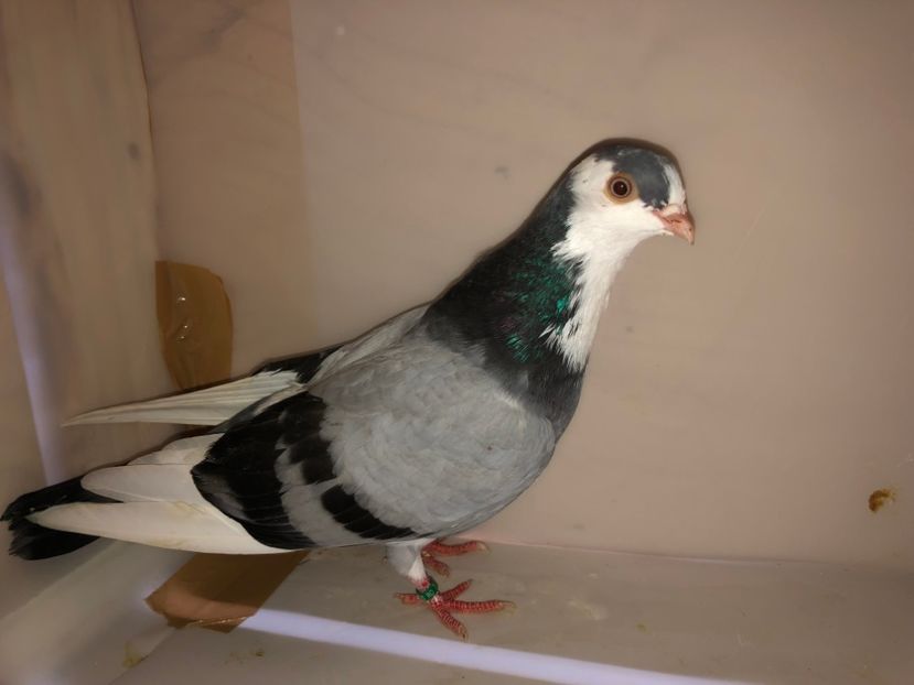 6811  mascul  2019_1 - tineret 2019