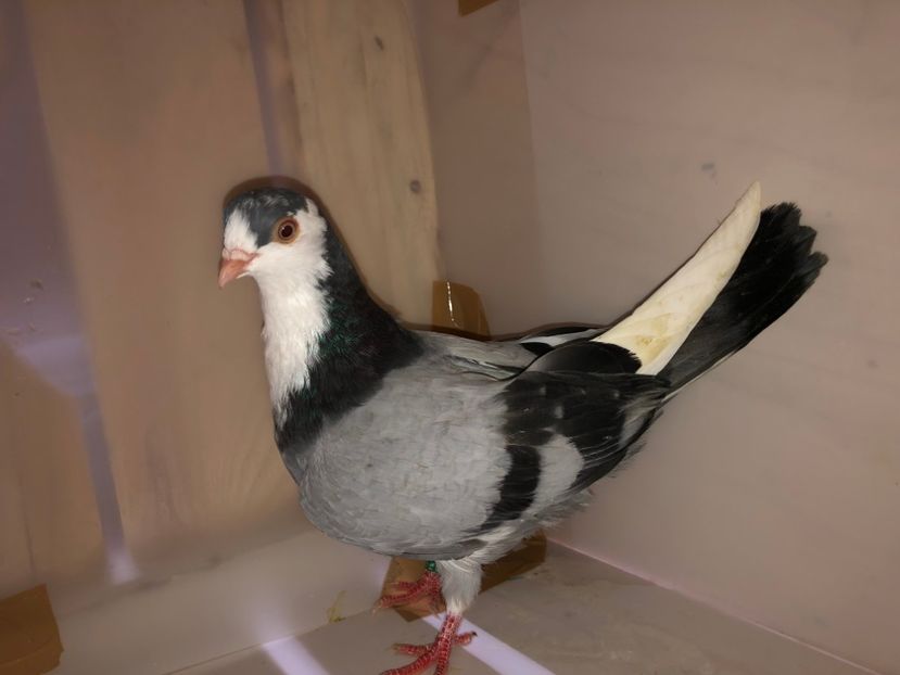 6811  mascul  2019_2 - tineret 2019