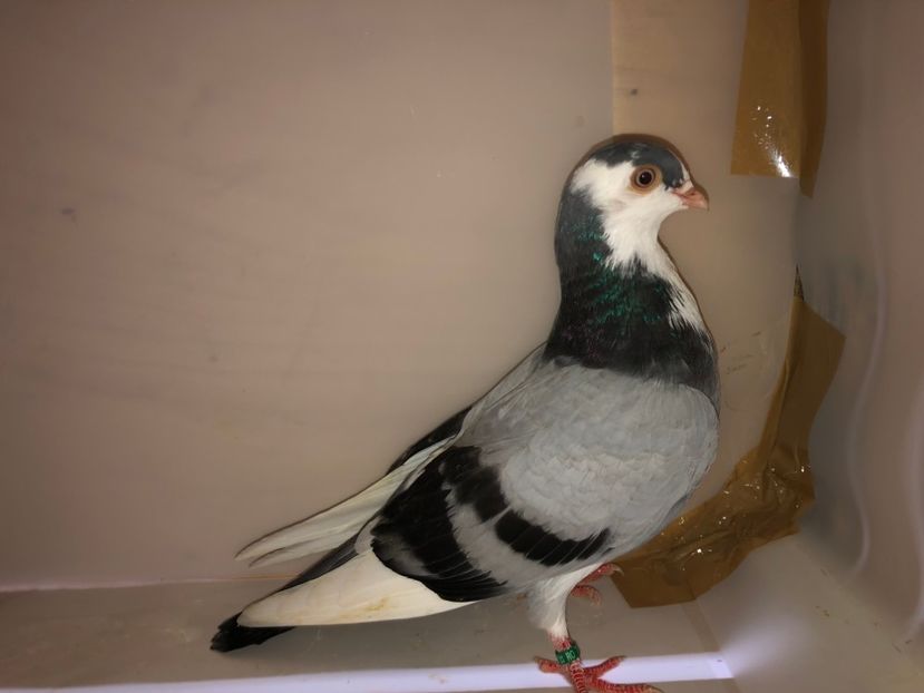6811  mascul  2019_3 - tineret 2019