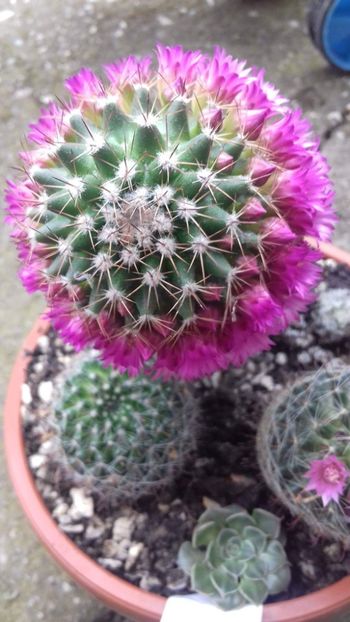  - SPECIA Mammillaria backebergiana andreiandrei