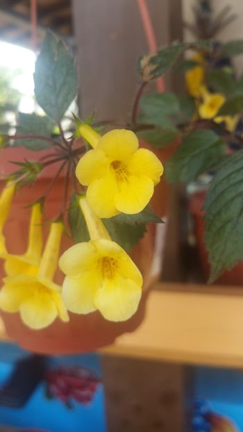  - Yellow Beauty-gabi gligor