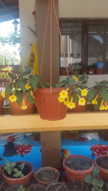  - Yellow Beauty-gabi gligor