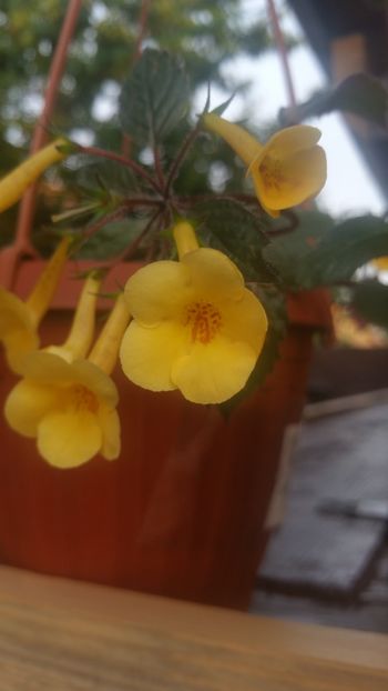  - Yellow Beauty-gabi gligor