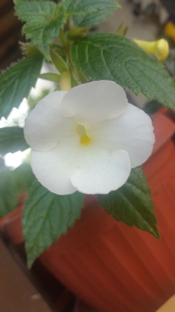  - Himalayan Angel-erika 76