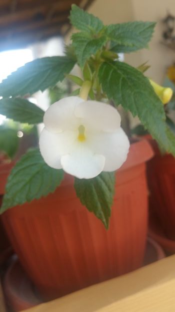  - Himalayan Angel-erika 76