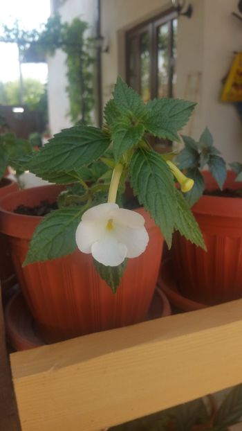  - Himalayan Angel-erika 76