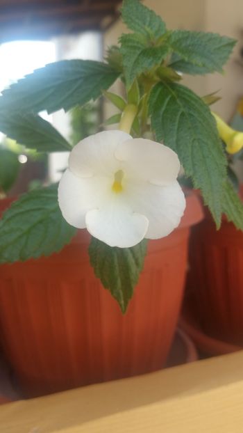  - Himalayan Angel-erika 76