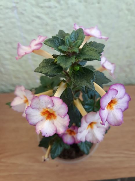  - 0001 2022 - Coup de Foudre