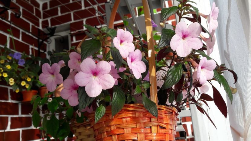  - 10 Achimenes 2019