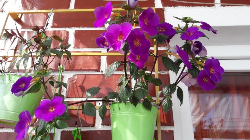  - 10 Achimenes 2019
