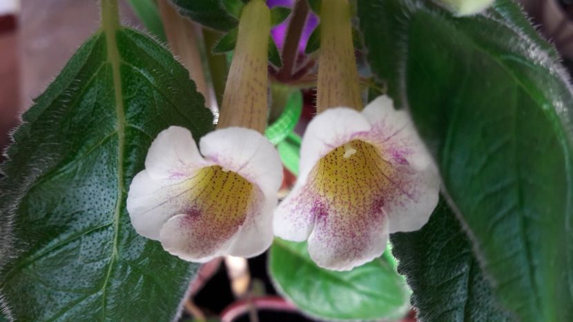  - 10 Achimenes 2019