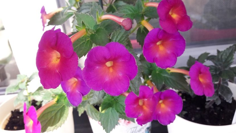  - 10 Achimenes 2019