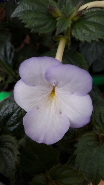  - 10 Achimenes 2019