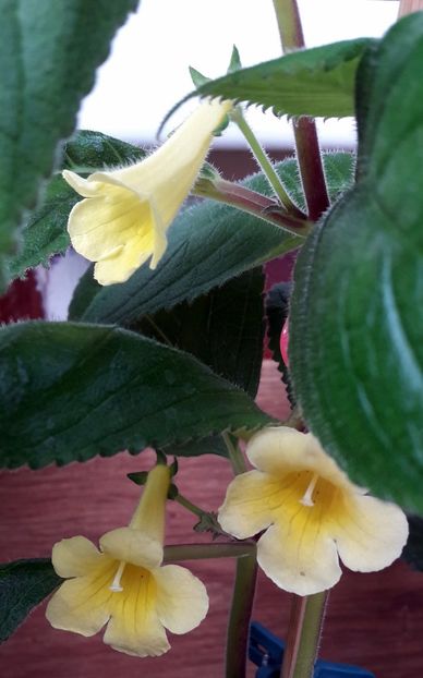  - 10 Achimenes 2019
