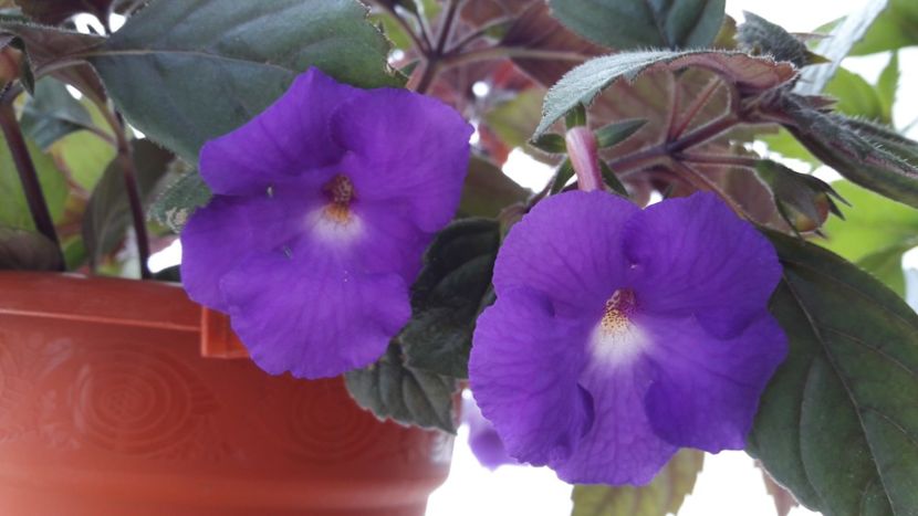  - 10 Achimenes 2019