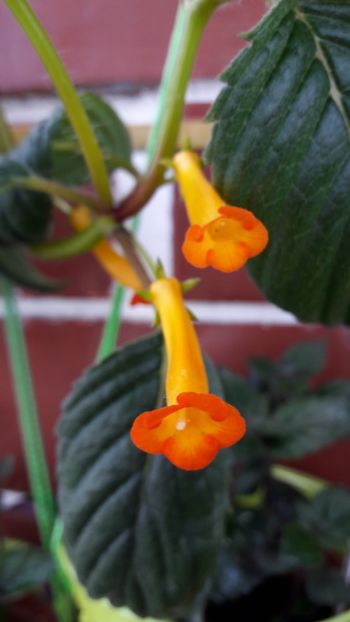  - 10 Achimenes 2019