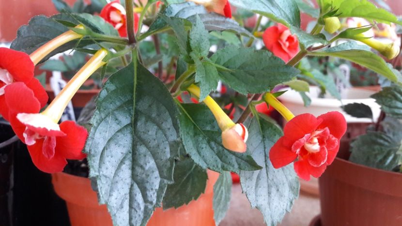  - 10 Achimenes 2019