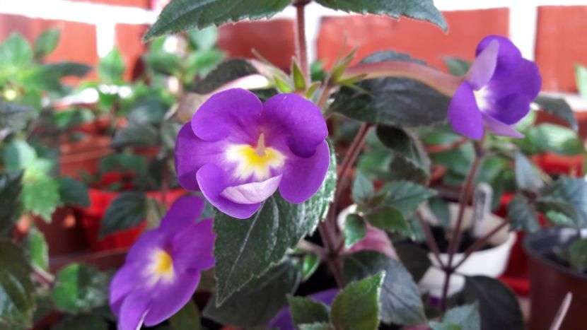  - 10 Achimenes 2019