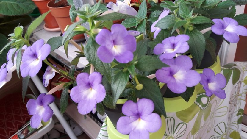  - 10 Achimenes 2019