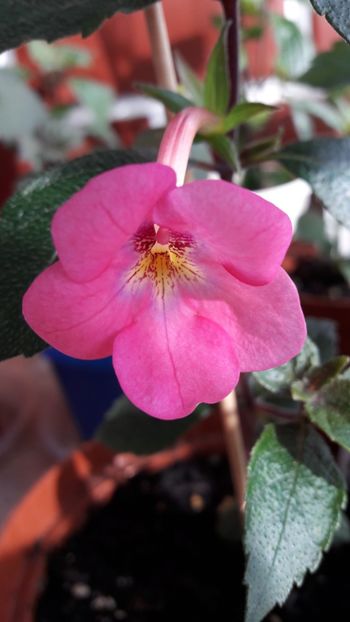  - 10 Achimenes 2019