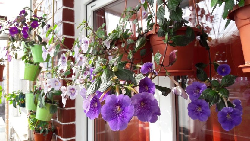  - 10 Achimenes 2019