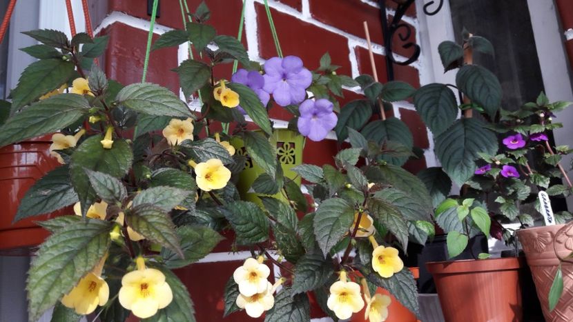  - 10 Achimenes 2019