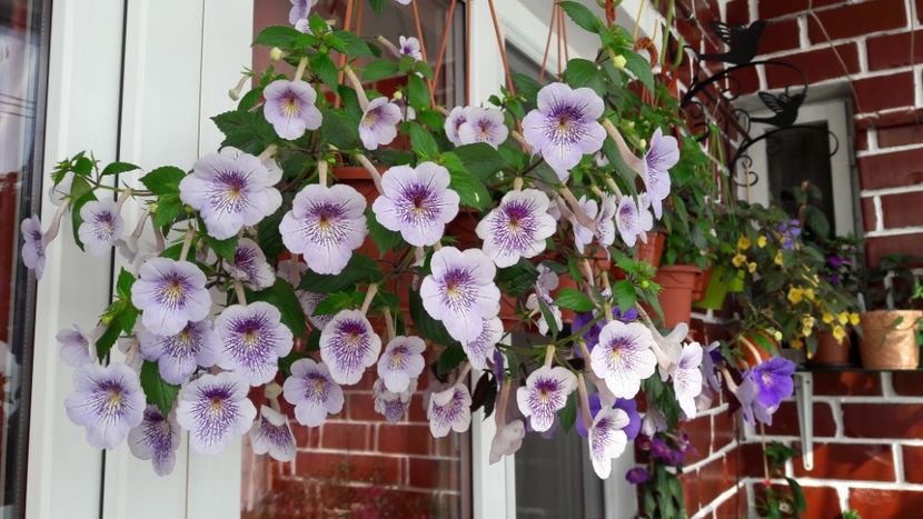  - 10 Achimenes 2019