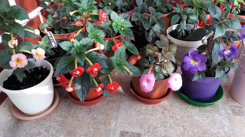  - 10 Achimenes 2019